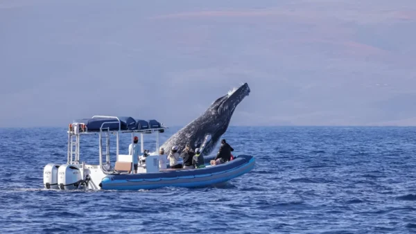 A whale breaching off the coast of Wailea, Maui, with a tour boat nearby.