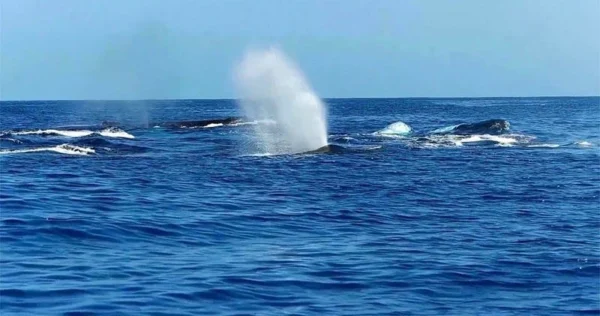 Humpback whales swimming near a boat during Maui’s peak whale-watching season.