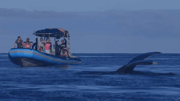 A small group enjoying a close-up view of a humpback whale in Kihei.