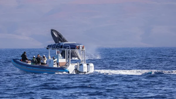Humpback whales swimming near a boat during Maui’s peak whale-watching season.